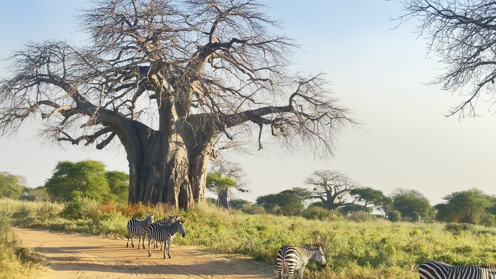 Baobab trees in Tarangire