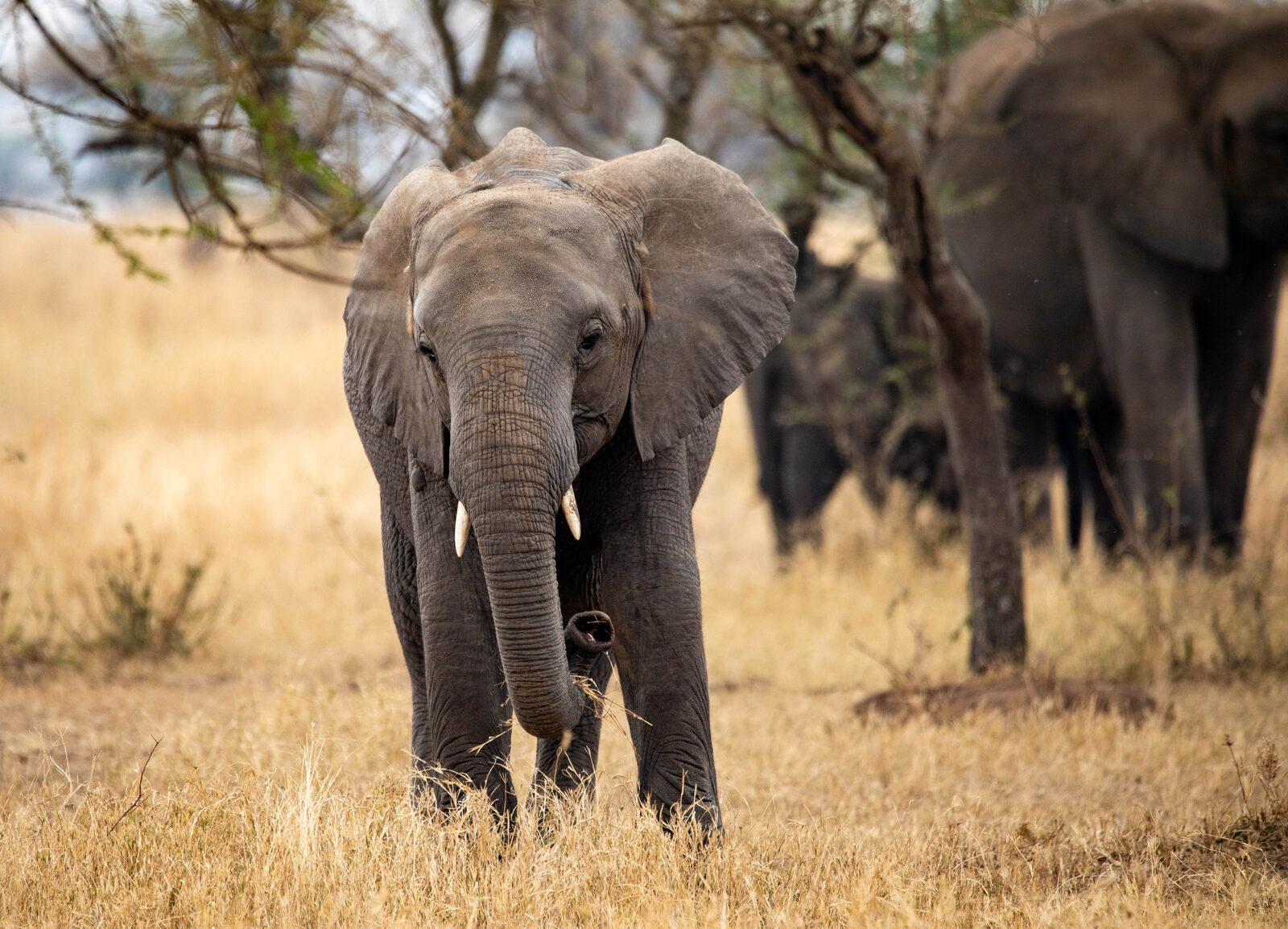 2-Day Quick Safari — Tarangire & Ngorongoro Crater