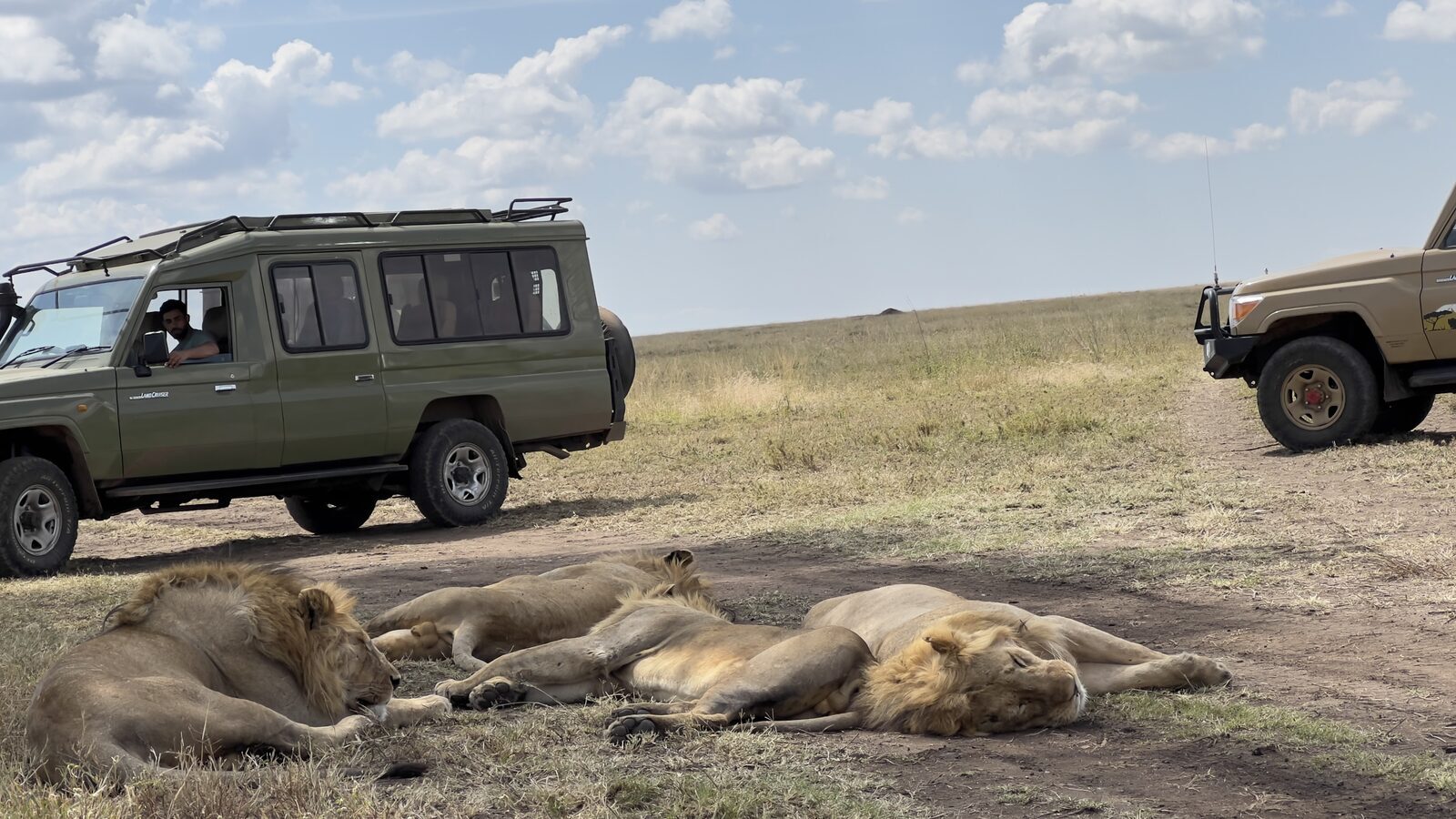 Lions beside a safari vehicle on a game drive