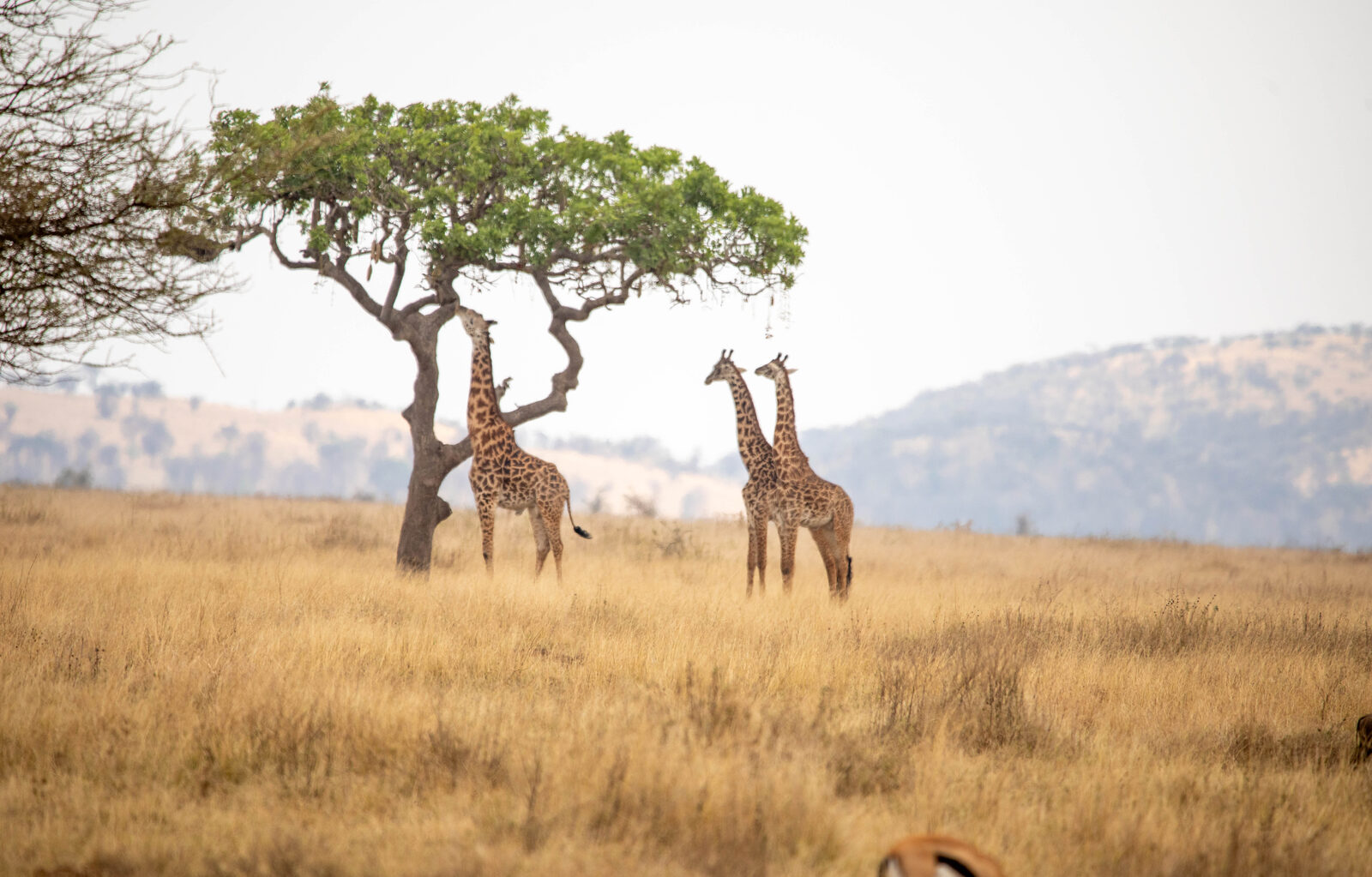 Walking Safari