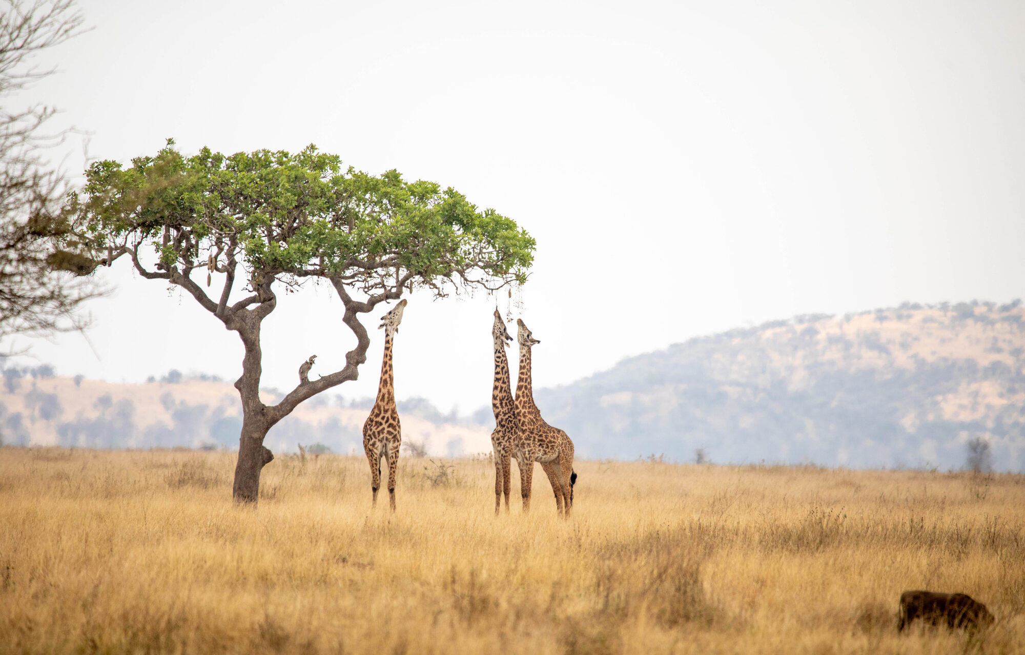 Giraffes beside an acacia tree on the Tanzanian plains