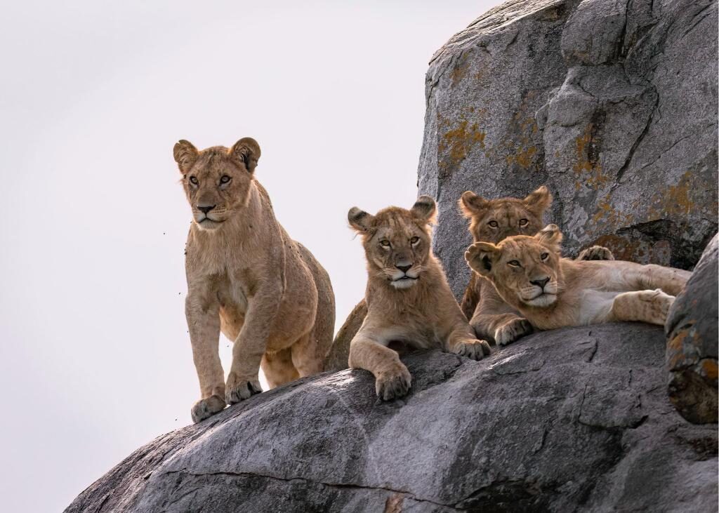 Lion pride at Ngorongoro