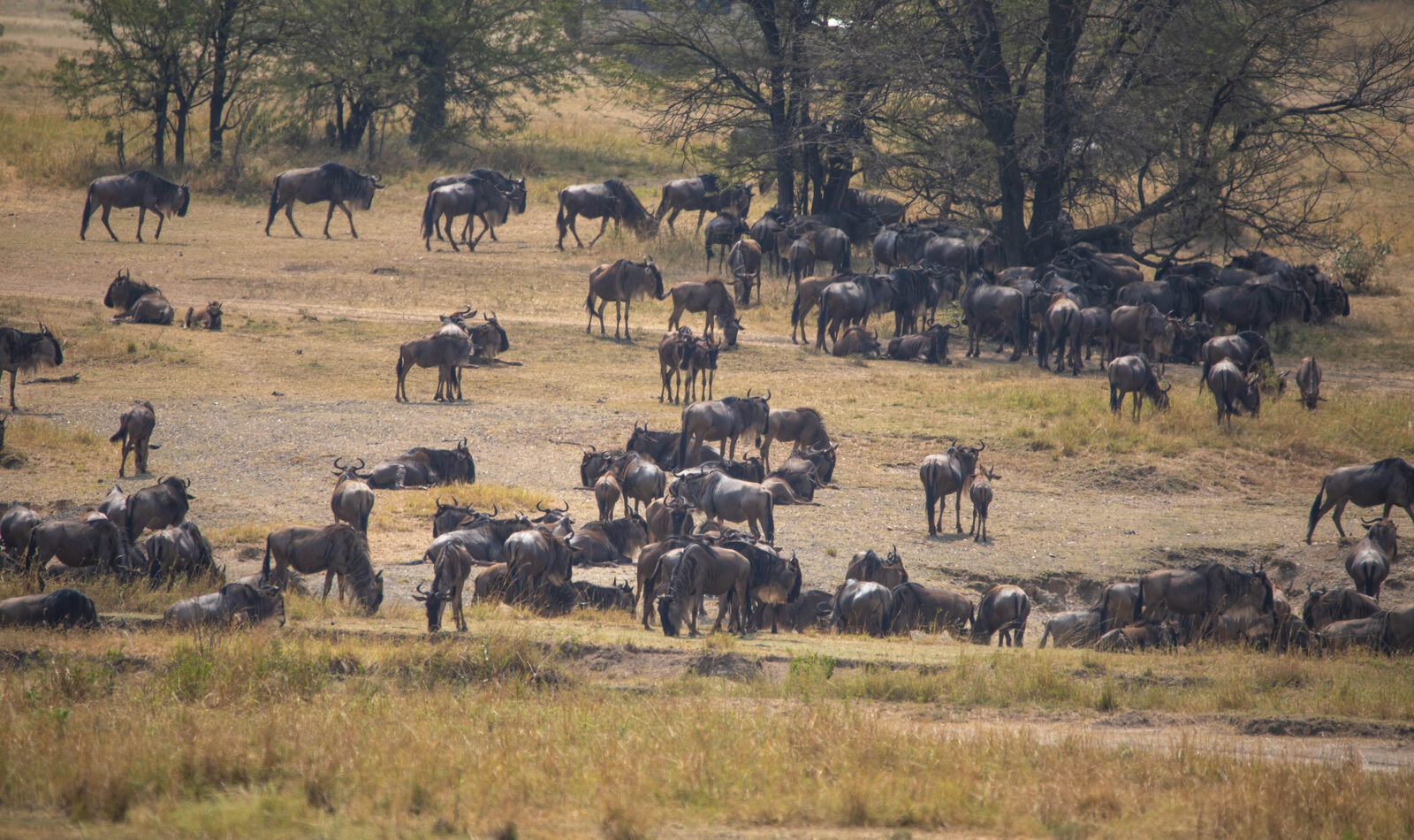 Wildebeest migration on the Serengeti