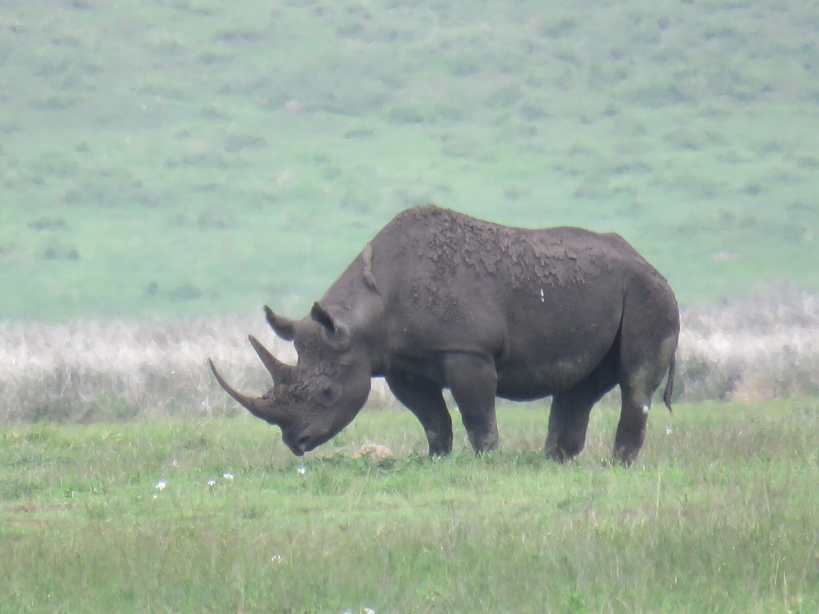 Ngorongoro Crater