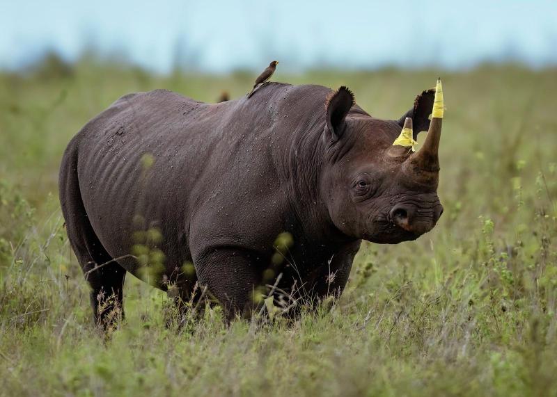 4-Day Fly-in Luxury Safari – Viaggio  Tanzania