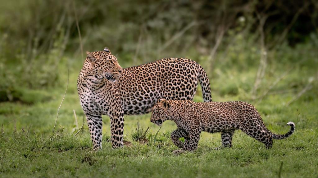 5 DAYS TRIP – Adventure Camping Safari