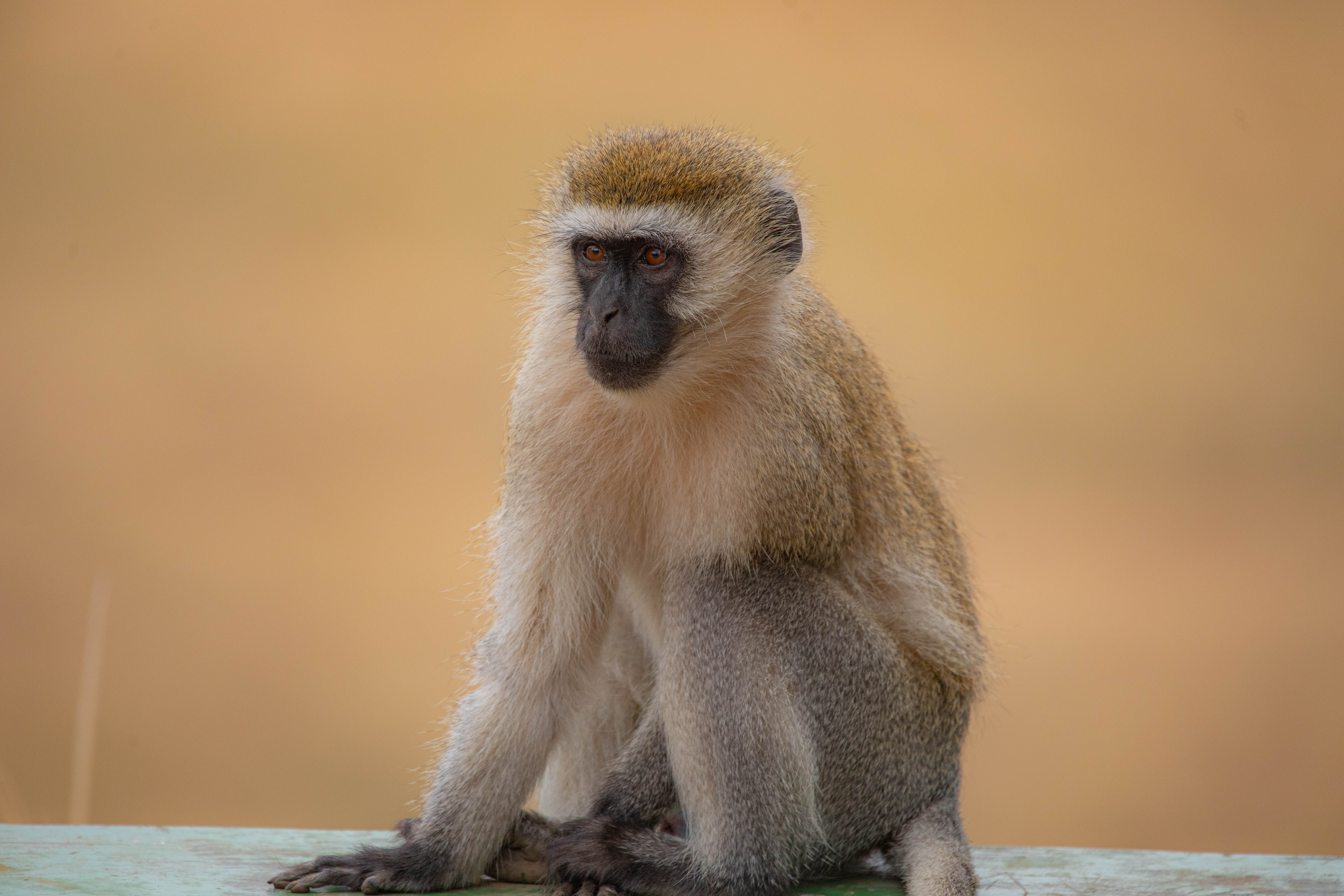 5-Day Mid-Range Northern Tanzania Safari – Viaggio  Tanzania