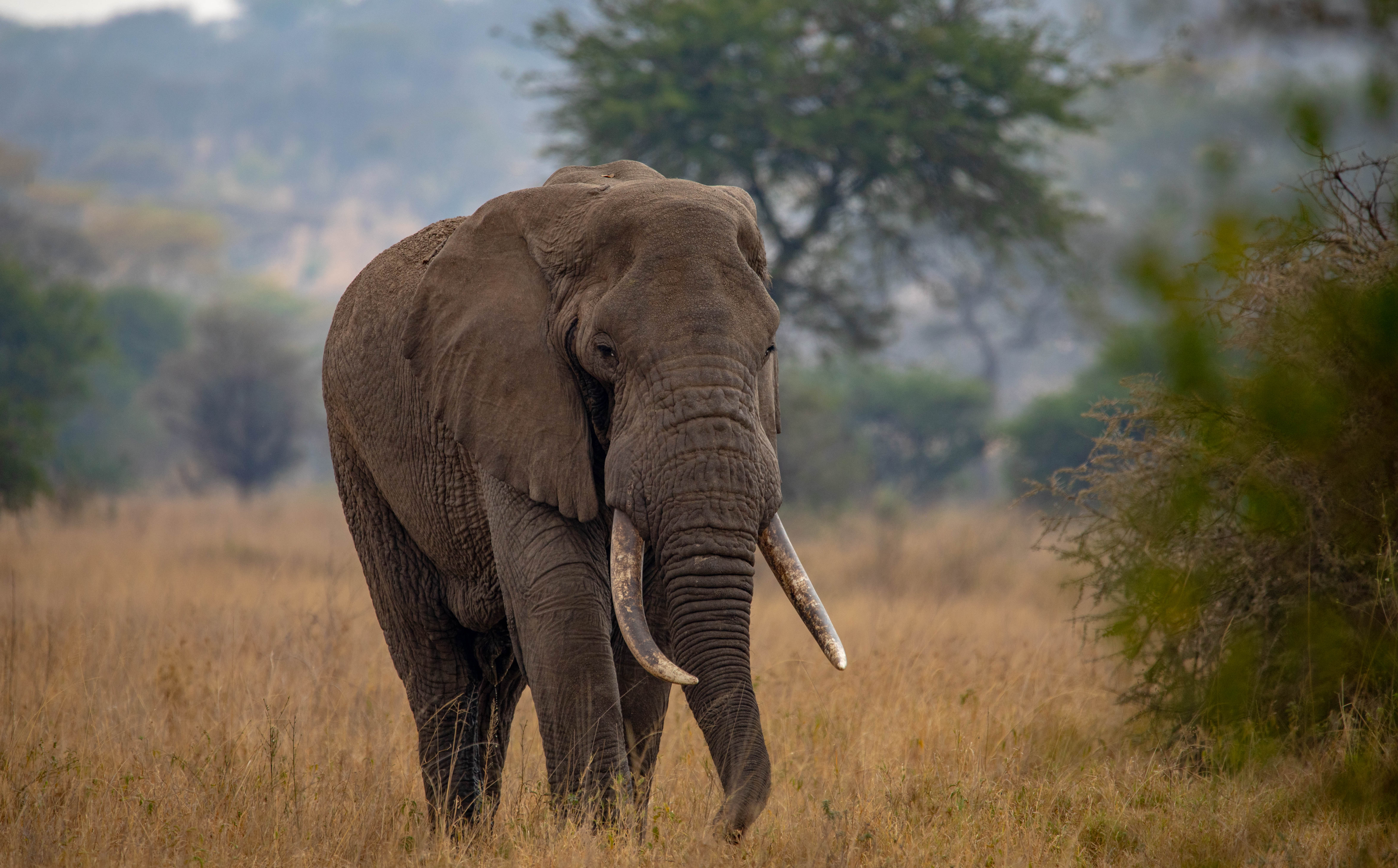 8-Night Northern Tanzania Safari – Viaggio Tanzania