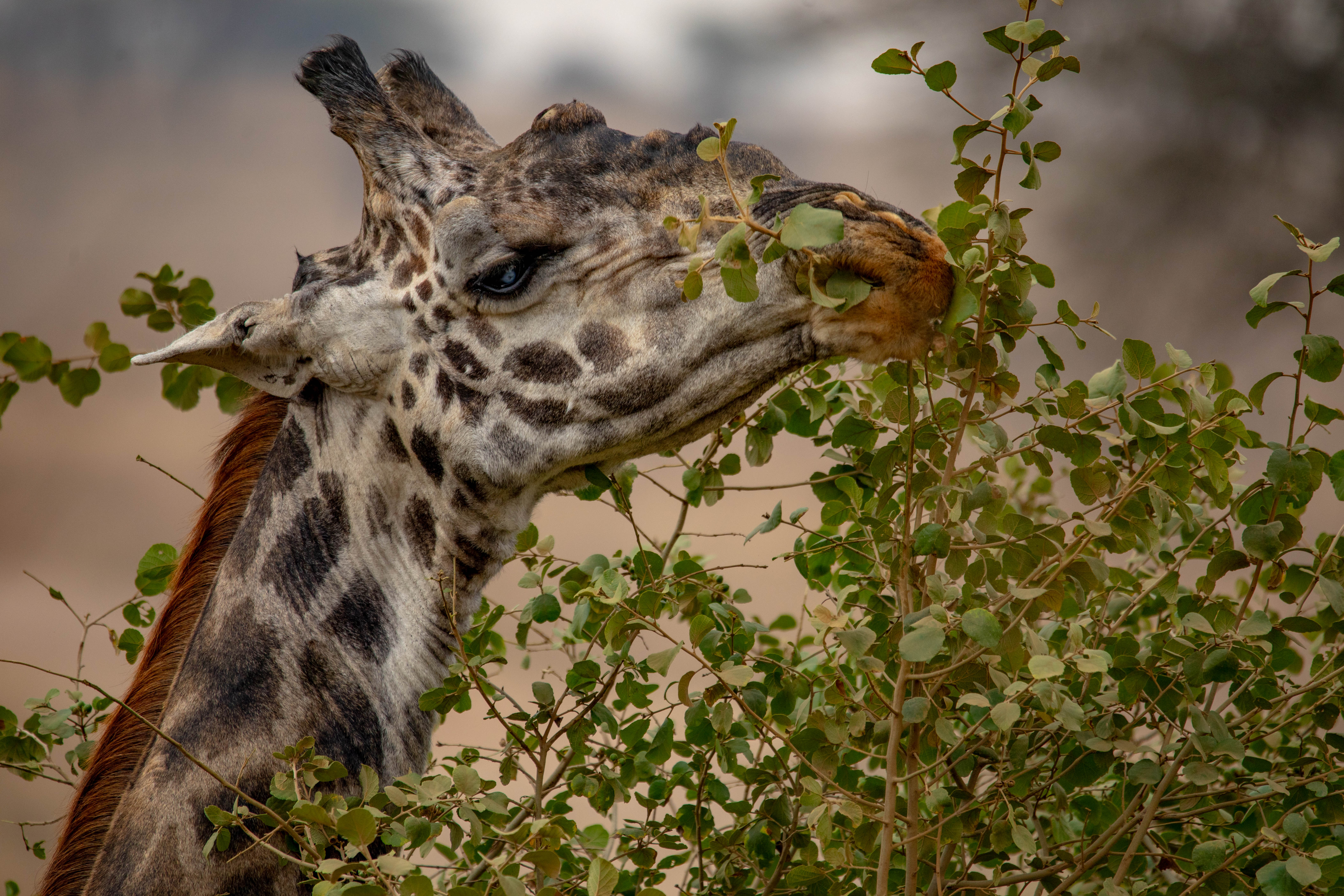 7-Day All-Inclusive Luxury Family Safari