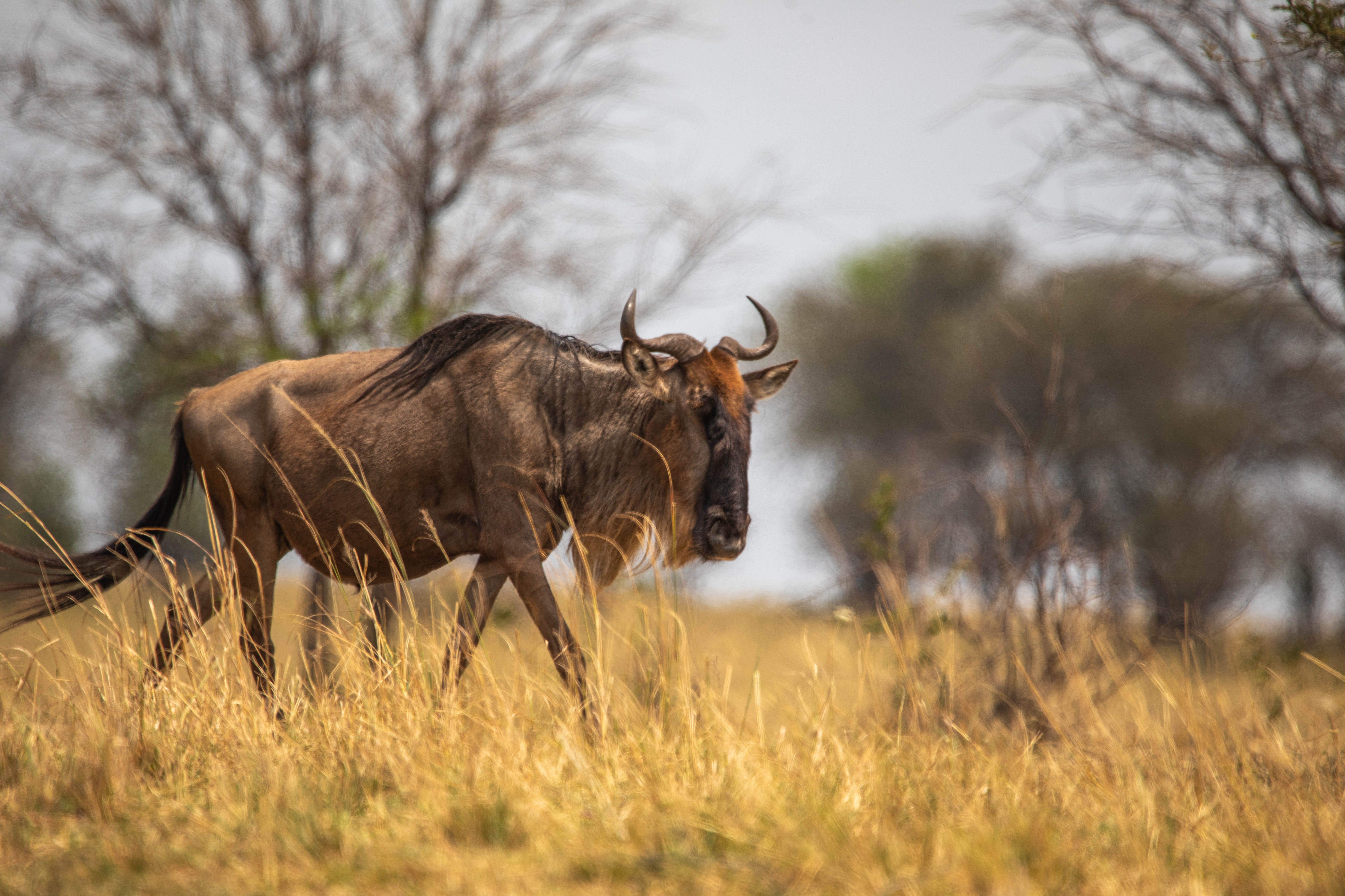 4-Day Ndutu Great Migration Safari from  Zanzibar (Dec–March)