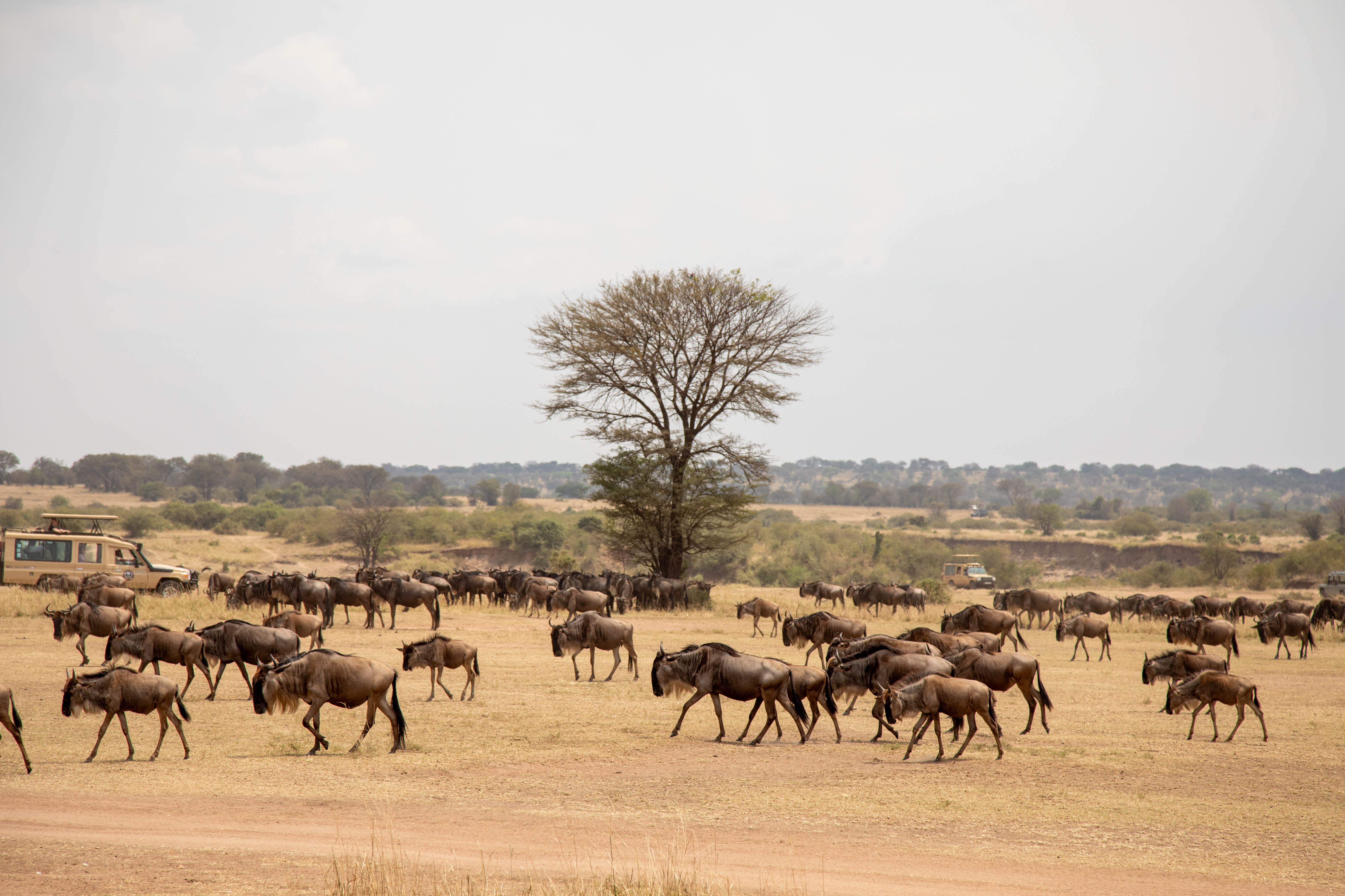 5-Day Tanzania Adventure (Serengeti  Migration + Big Five)