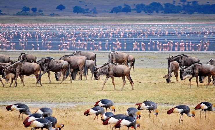 1 DAY TRIP – Lake Manyara National Park