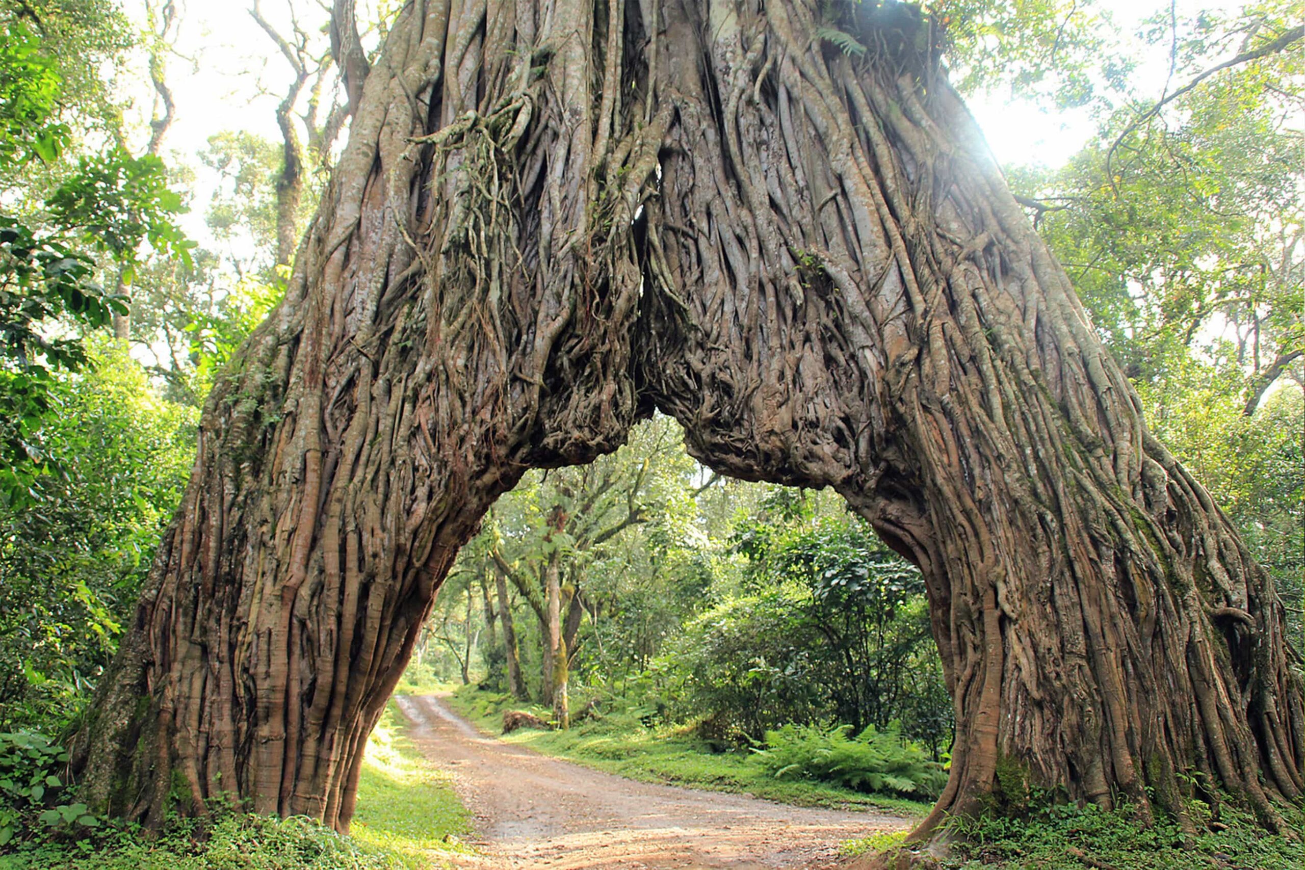 1 DAY TRIP – Arusha National Park